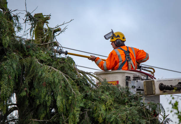 Best Tree Removal  in Muhlenberg Rk, PA