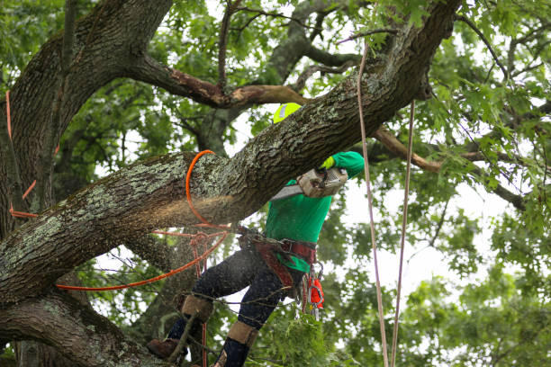 How Our Tree Care Process Works  in  Muhlenberg Park, PA