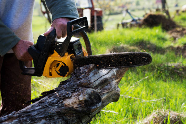 Best Tree Trimming and Pruning  in Muhlenberg Rk, PA