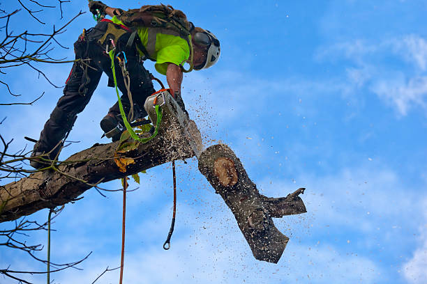 Tree and Shrub Care in Muhlenberg Park, PA