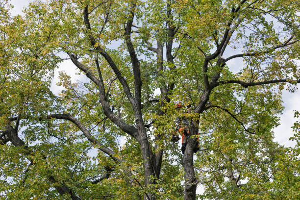 Professional Tree Services in Muhlenberg Park, PA